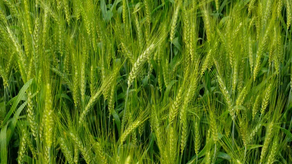 Green grain wheat Background texture. Background of green wheat seed grains.