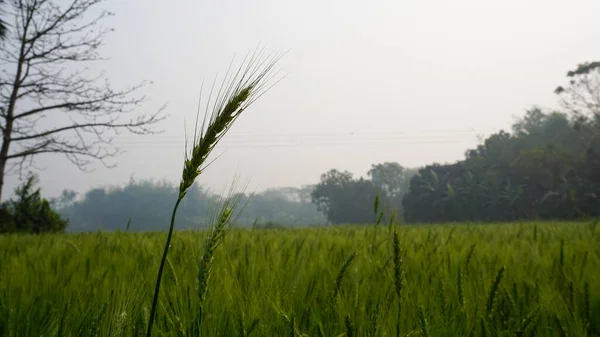 Hintergrund Eines Grünen Weizenfeldes Bangladesch Landschaft Mit Reihe Grüner Weizenkörner — Stockfoto