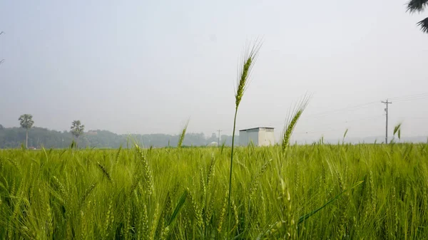 Фон Зеленого Пшеничного Поля Бангладеш Пейзаж Рядами Злаковых Зерновых Пшеничном — стоковое фото