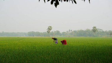 Bangladeş 'in çiftçileri geniş tarım arazilerinde çalışıyorlar. Bangladeş 'in kırsal tarım yeşili manzarası.