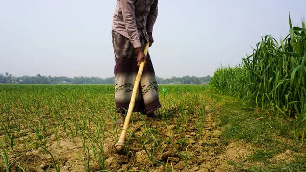 Bangladesz Rozległy Teren Rolny Farmer Pracujący Terenie Rolniczy Zielony Krajobraz — Zdjęcie stockowe