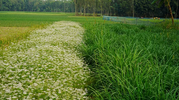 Feld Mit Weißen Korianderblüten Großes Grünes Gras Daneben Erstaunlicher Hintergrund — Stockfoto