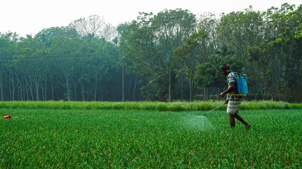 Agricultor Experiente Que Aplica Pesticidas Terras Agrícolas Contexto Rural Bangladesh — Fotografia de Stock