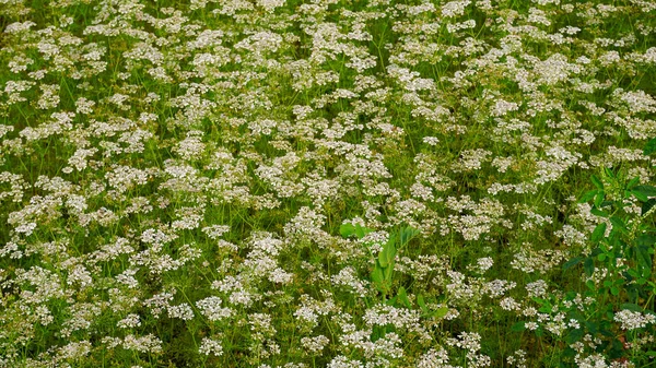 Pole Bílými Květy Koriandru Úžasné Pozadí Bílé Malé Koriandru Květy — Stock fotografie