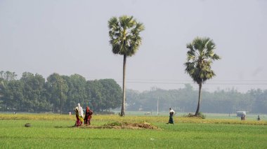 Çiftçiler Bangladeş 'in tarım arazilerinde çalışıyorlar. Güney Asya 'da tarım. Çiftçiler geniş tarlalarda çalışıyorlar. Köy: Puijor, Şehir: Rajbari, Bangladeş. Yakalama: 5-2-2023.