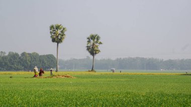 Çiftçiler Bangladeş 'in tarım arazilerinde çalışıyorlar. Güney Asya 'da tarım. Çiftçiler geniş tarlalarda çalışıyorlar. Köy: Puijor, Şehir: Rajbari, Bangladeş. Yakalama: 5-2-2023.
