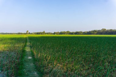 Bangladeş 'in manzarası. Bangladeş Güney Asya 'nın en büyük tarım ülkelerinden biridir. Köy: Puijor, Şehir: Rajbari, Bangladeş. Yakalama: 5-2-2023.