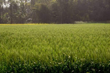 Bangladeş 'in buğday ekimi arazisi. Güney Asya 'daki yeşil tahıl tarlası. Bangladeş Tarım.