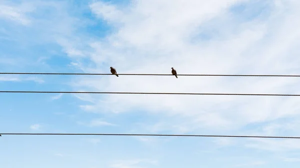 Two Wild Pigeons Sitting Wire Blue Sky Bangladesh Winter — Stock Photo, Image
