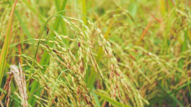 Altın pirinç tarlaları. Olgun pirincin yakın plan fotoğrafı. Geliştirilmiş pirinç. Bengal 'deki engin çeltik tarlaları. Olgun çeltik tarlasının altın rengi var. Paddy 'den Rice' a, biz bu pirinci yiyerek yaşıyoruz. Pirinç Bangladeş 'in ana gıdasıdır..