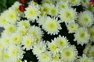 Güzel beyaz kasımpatı çiçekleri, yakın görüş, yaz konsepti