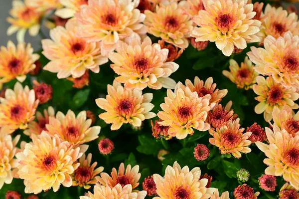 Güzel kasımpatı, yakın plan, çiçek ve bahçe.