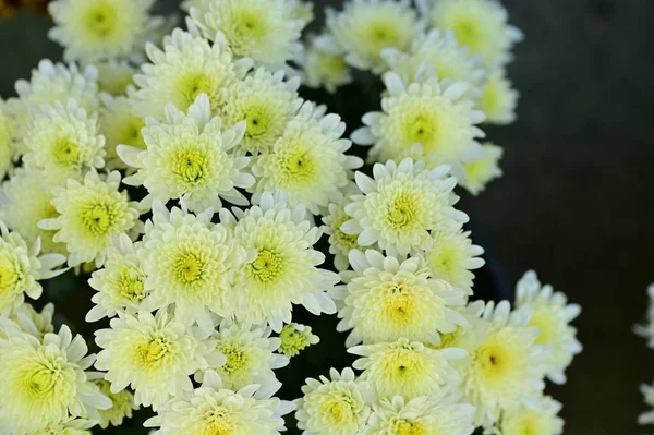 Belles Fleurs Chrysanthème Blanc Vue Rapprochée Concept Été — Photo