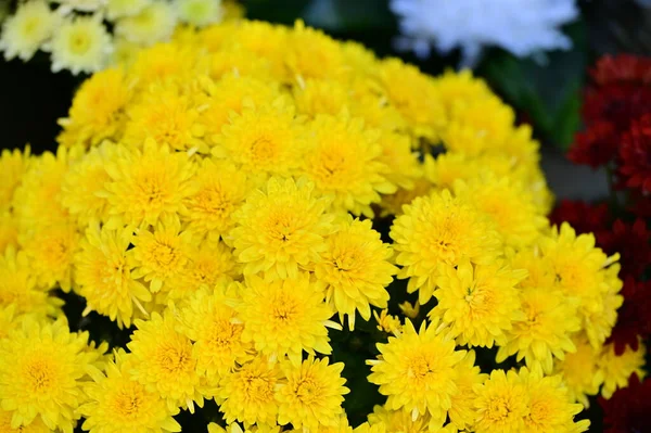 Close Beautiful Bright Autumn Flowers — Stock Photo, Image