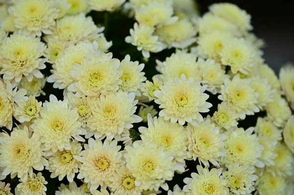 Gyönyörű Fehér Krizantém Virágok Közelről Nyári Koncepció — Stock Fotó