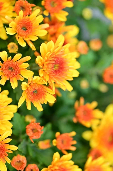 Güzel Kasımpatı Yakın Plan Çiçek Bahçe — Stok fotoğraf