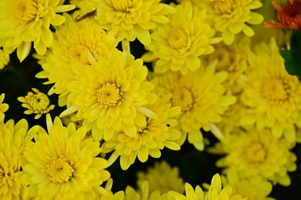 Bellissimo Crisantemo Vicino Flora Giardino — Foto Stock