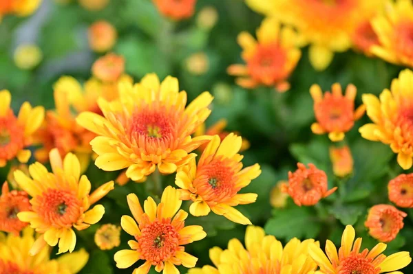 stock image beautiful chrysanthemum close up, flora and garden