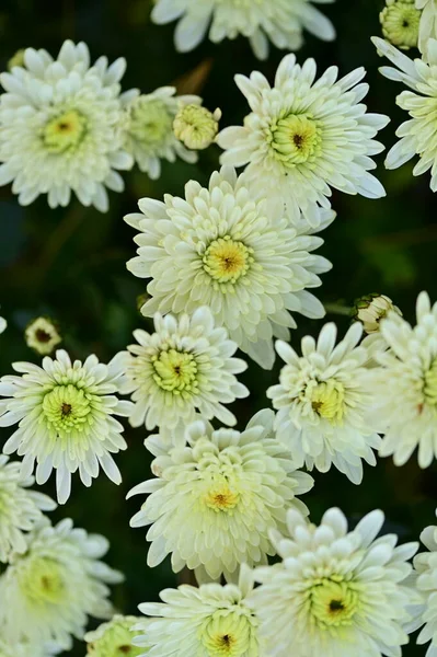 Beautiful White Chrysanthemum Flowers Close View Summer Concept — Stock Photo, Image
