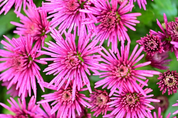 stock image beautiful pink flowers growing in the garden