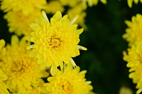 Hermoso Crisantemo Cerca Flora Jardín — Foto de Stock