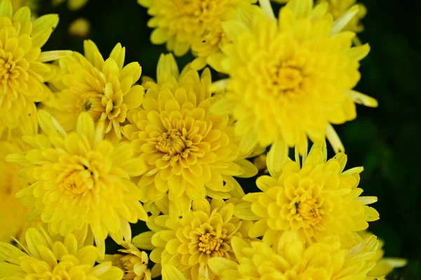 Piękne Chryzantemy Zbliżenie Flora Ogród — Zdjęcie stockowe