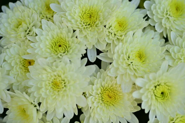 美丽的白色菊花 夏季概念 — 图库照片