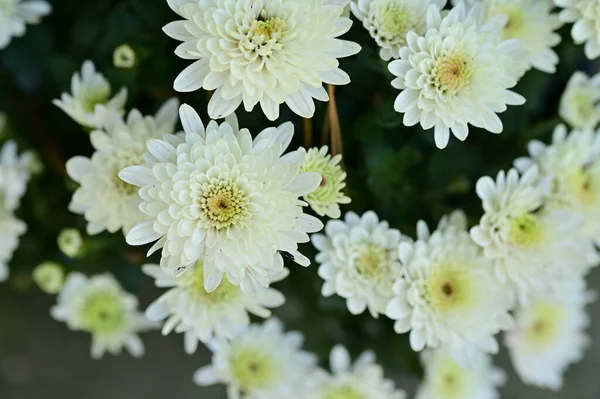 Belles Fleurs Chrysanthème Blanc Vue Rapprochée Concept Été — Photo