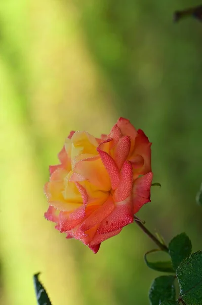 Belle Rose Tendre Dans Jardin Fond Flou — Photo