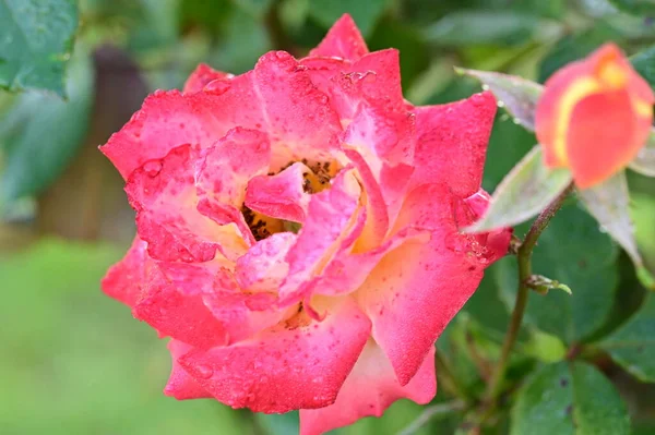 Gyönyörű Rózsaszín Rózsa Kertben Nyári Háttér — Stock Fotó