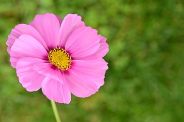 bahçede büyüyen güzel pembe çiçekler