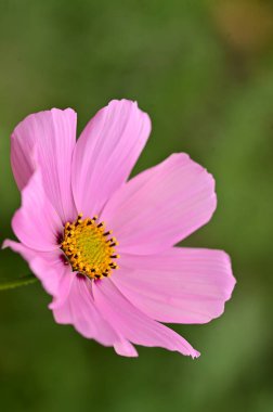 bahçede büyüyen güzel pembe çiçekler