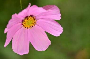 bahçede büyüyen güzel pembe çiçekler