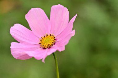 bahçede büyüyen güzel pembe çiçekler