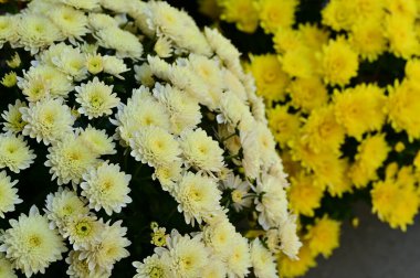 Güzel beyaz ve sarı kasımpatı çiçekleri, yakın görüş