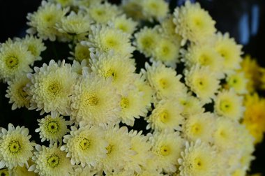 Güzel beyaz ve sarı kasımpatı çiçekleri, yakın görüş