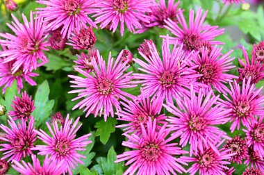 Bahçede güzel pembe çiçekler, yakın çekim manzarası.