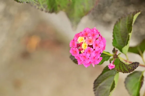 Gyönyörű Sárga Rózsaszín Virágok Közelről Nyári Koncepció — Stock Fotó