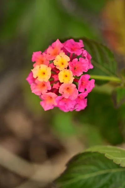 美しい黄色とピンクの花を間近で見られる夏のコンセプト — ストック写真
