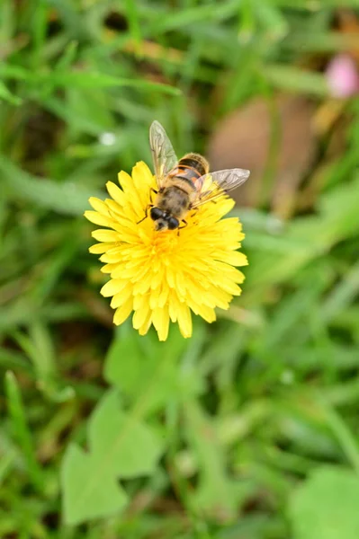 庭の美しい黄色の花に蜂が座っている様子を間近で見ることができます — ストック写真