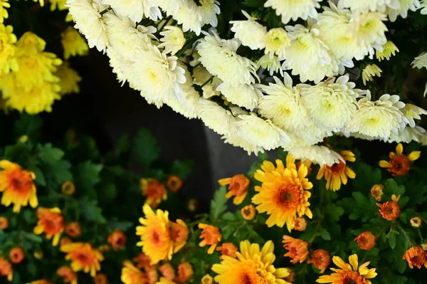Primer Plano Hermosas Flores Crisantemos — Foto de Stock