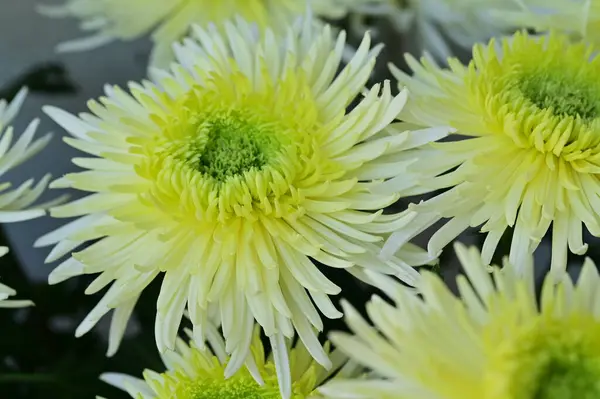 美しい白と黄色の菊の花を間近で見ることができ — ストック写真