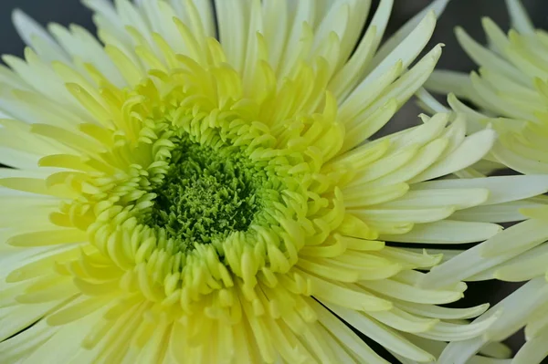 Stock image beautiful white and yellow chrysanthemum flowers, close up view