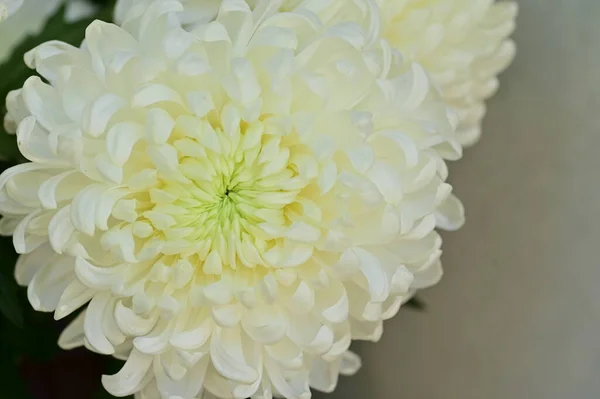 Красиві Білі Квіти Хризантем Вид Крупним Планом Літня Концепція — стокове фото