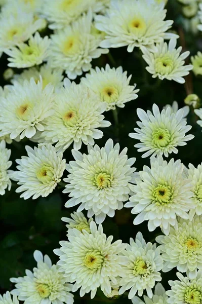 Mooie Witte Chrysant Bloemen Close Uitzicht Zomer Concept — Stockfoto
