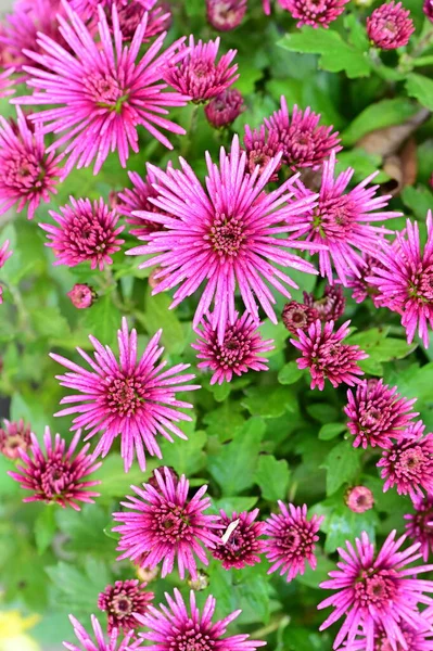 Beautiful Pink Flowers Garden Close View — Stock Photo, Image