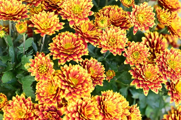 Schöne Chrysanthemen Aus Nächster Nähe Flora Und Garten — Stockfoto