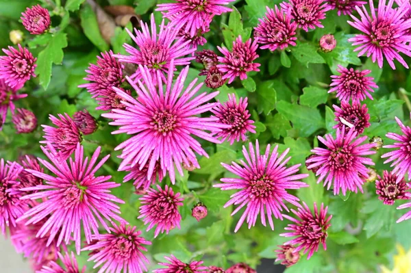 stock image beautiful pink flowers in the garden, close-up view