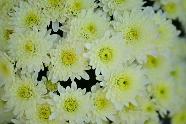 stock image beautiful white chrysanthemum flowers, close up view, summer concept