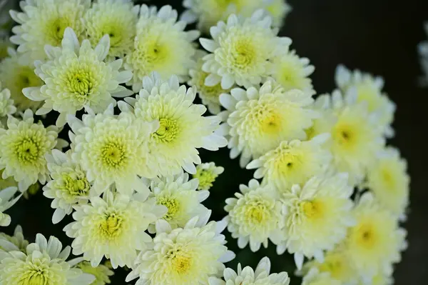 Beautiful White Chrysanthemum Flowers Close View Summer Concept — Stock Photo, Image